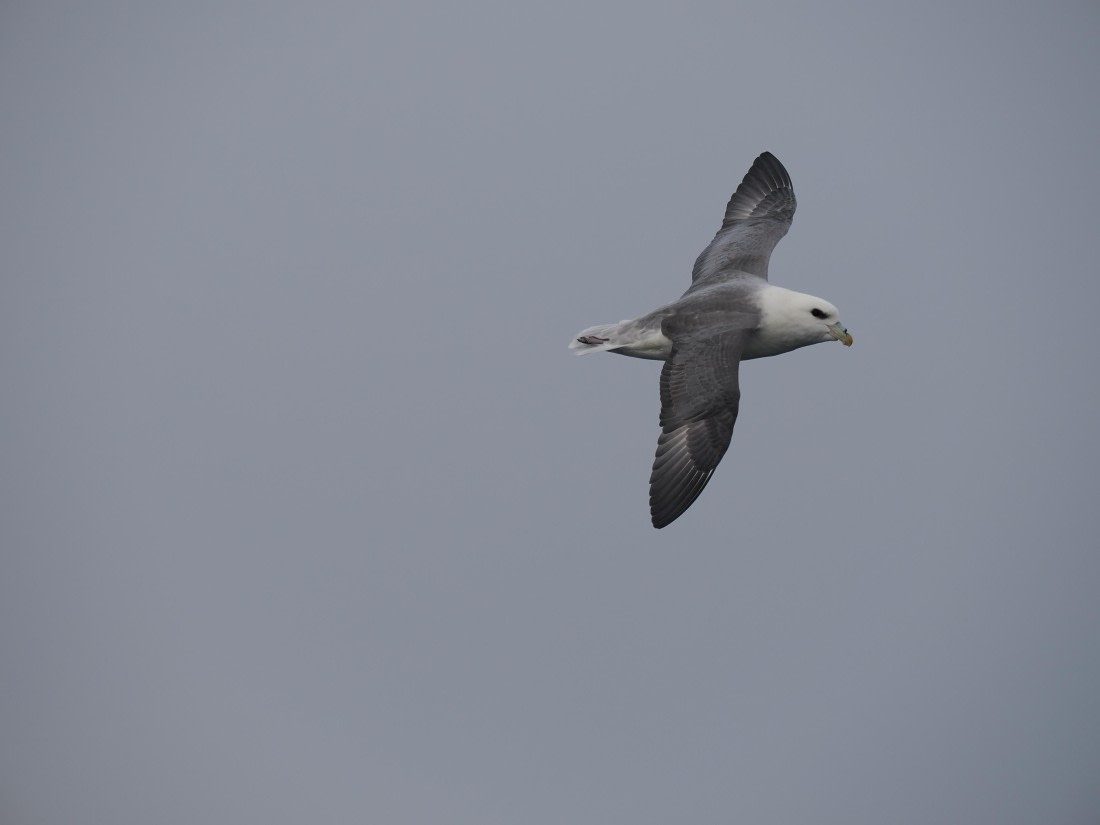 PLA11-26, Day 2, P8171810.JPG © Unknown Photographer - Oceanwide Expeditions.JPG