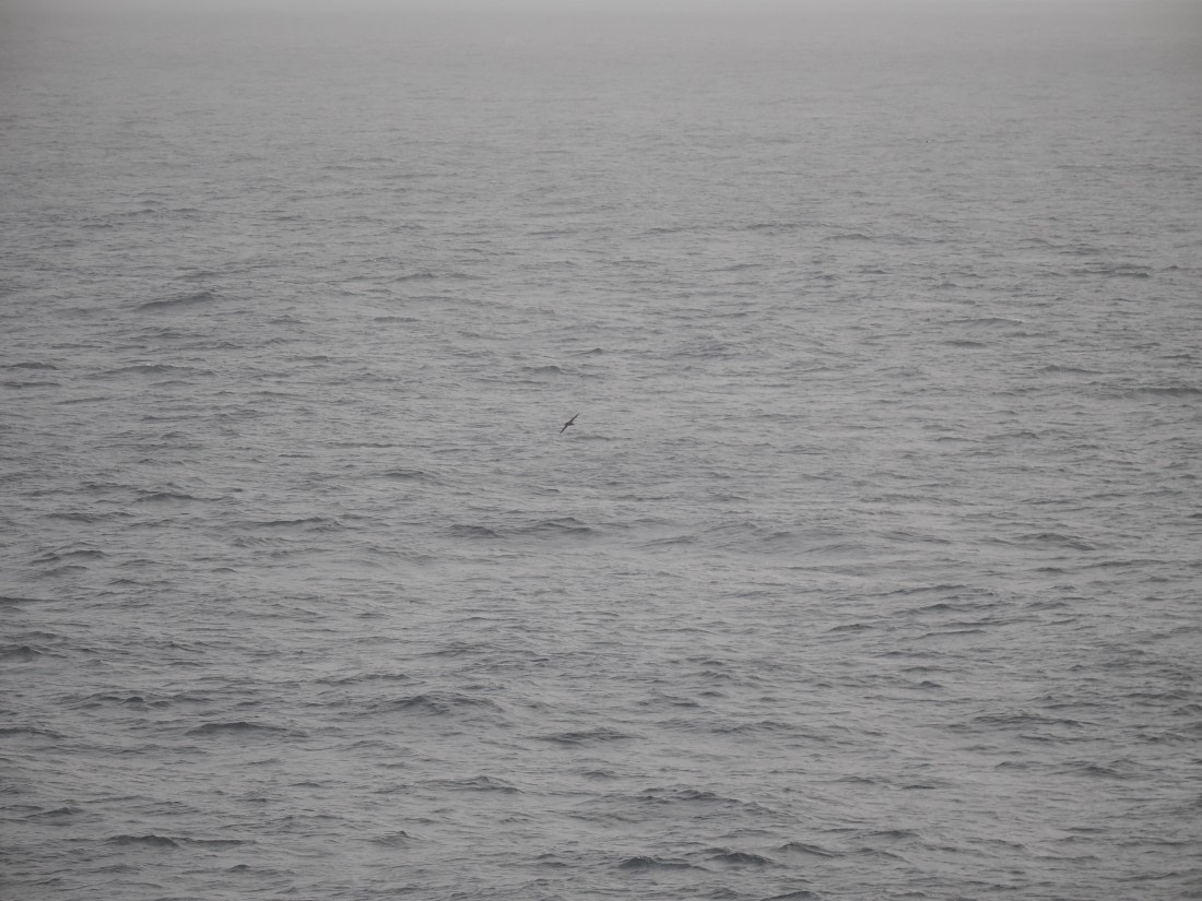 PLA11-26, Day 2, P8171818.JPG © Unknown Photographer - Oceanwide Expeditions.JPG
