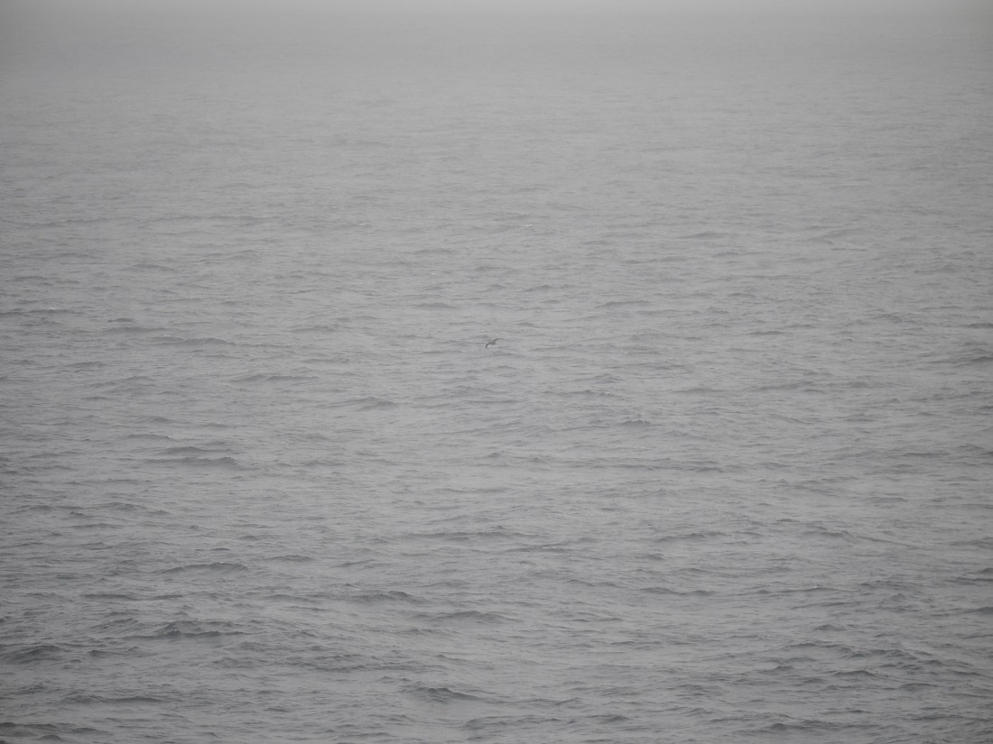 PLA11-26, Day 2, P8171820.JPG © Unknown Photographer - Oceanwide Expeditions.JPG