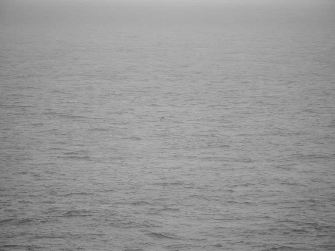 PLA11-26, Day 2, P8171821.JPG © Unknown Photographer - Oceanwide Expeditions.JPG