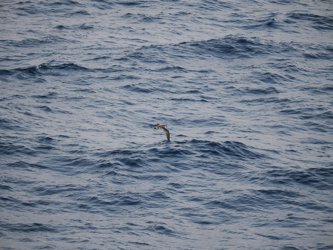 PLA11-26, Day 2, P8171824.JPG © Unknown Photographer - Oceanwide Expeditions.JPG