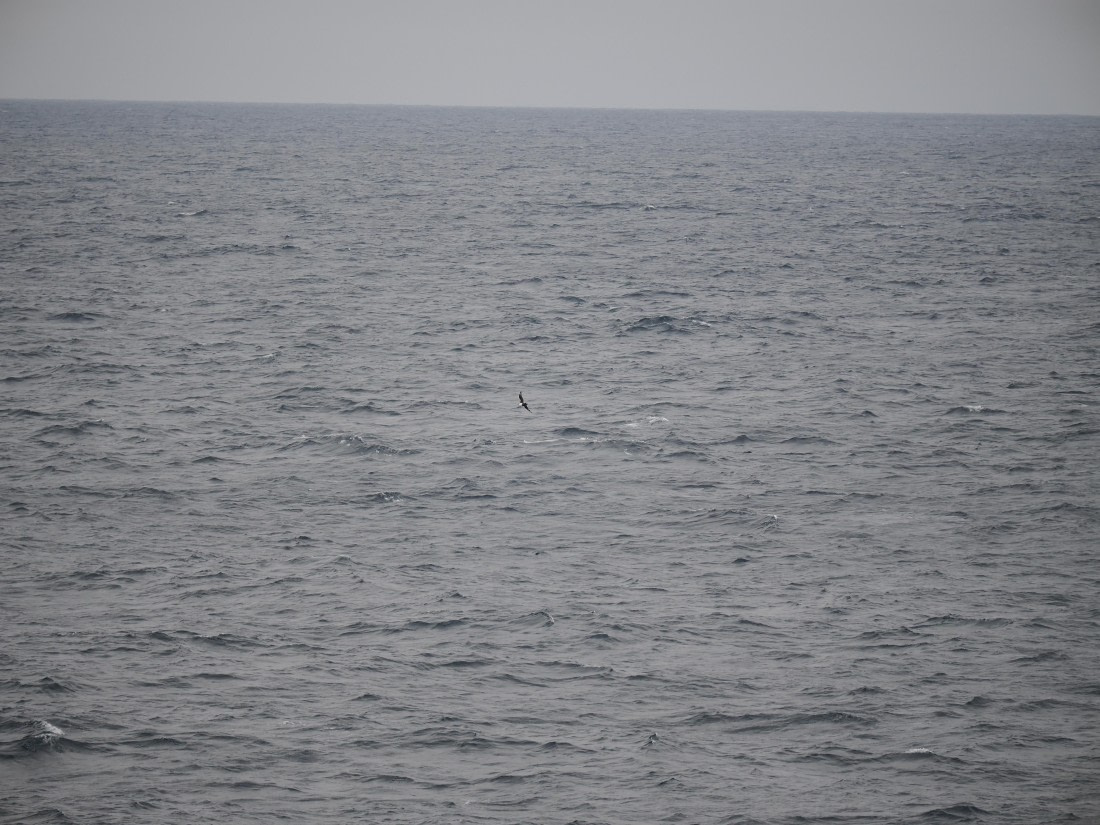 PLA11-26, Day 2, P8171834.JPG © Unknown Photographer - Oceanwide Expeditions.JPG