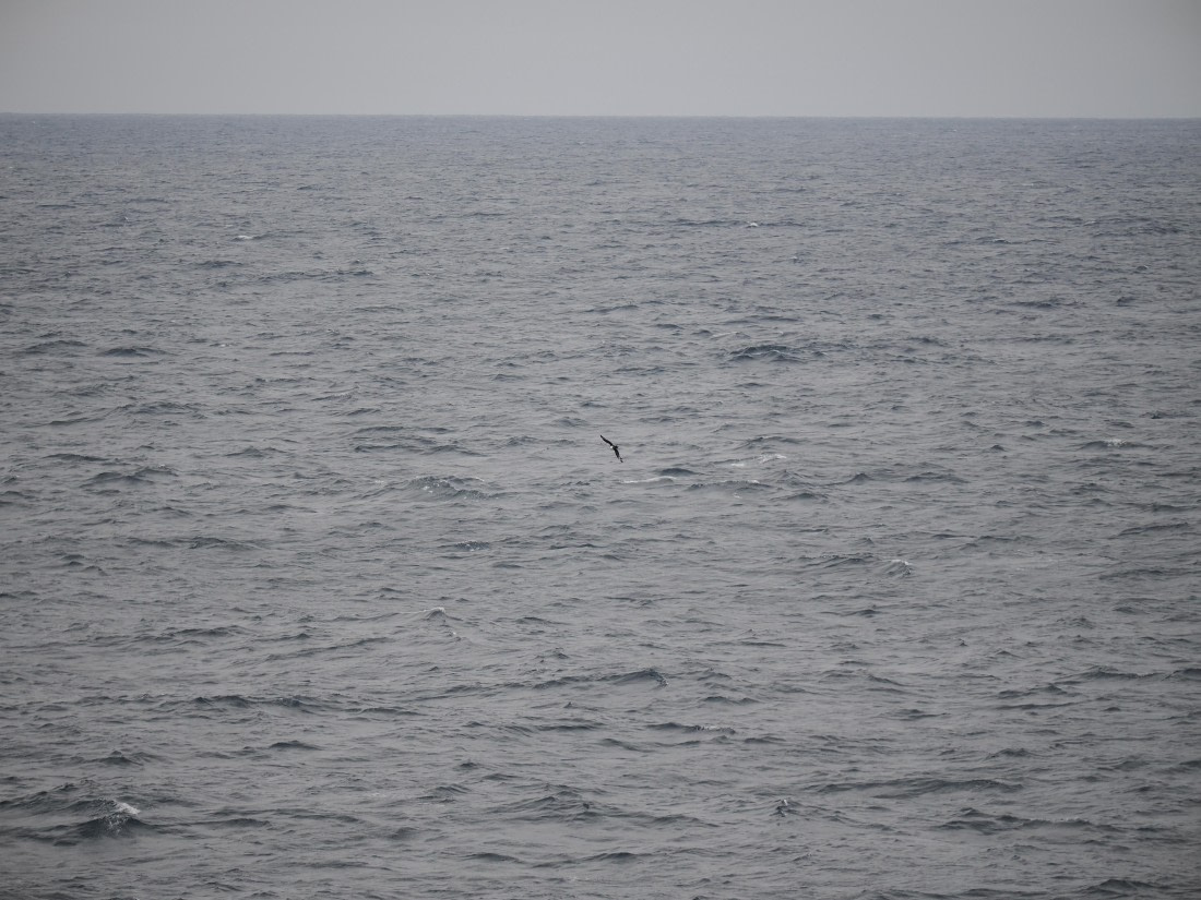 PLA11-26, Day 2, P8171835.JPG © Unknown Photographer - Oceanwide Expeditions.JPG