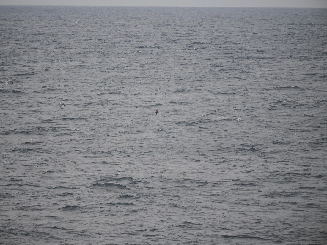 PLA11-26, Day 2, P8171836.JPG © Unknown Photographer - Oceanwide Expeditions.JPG