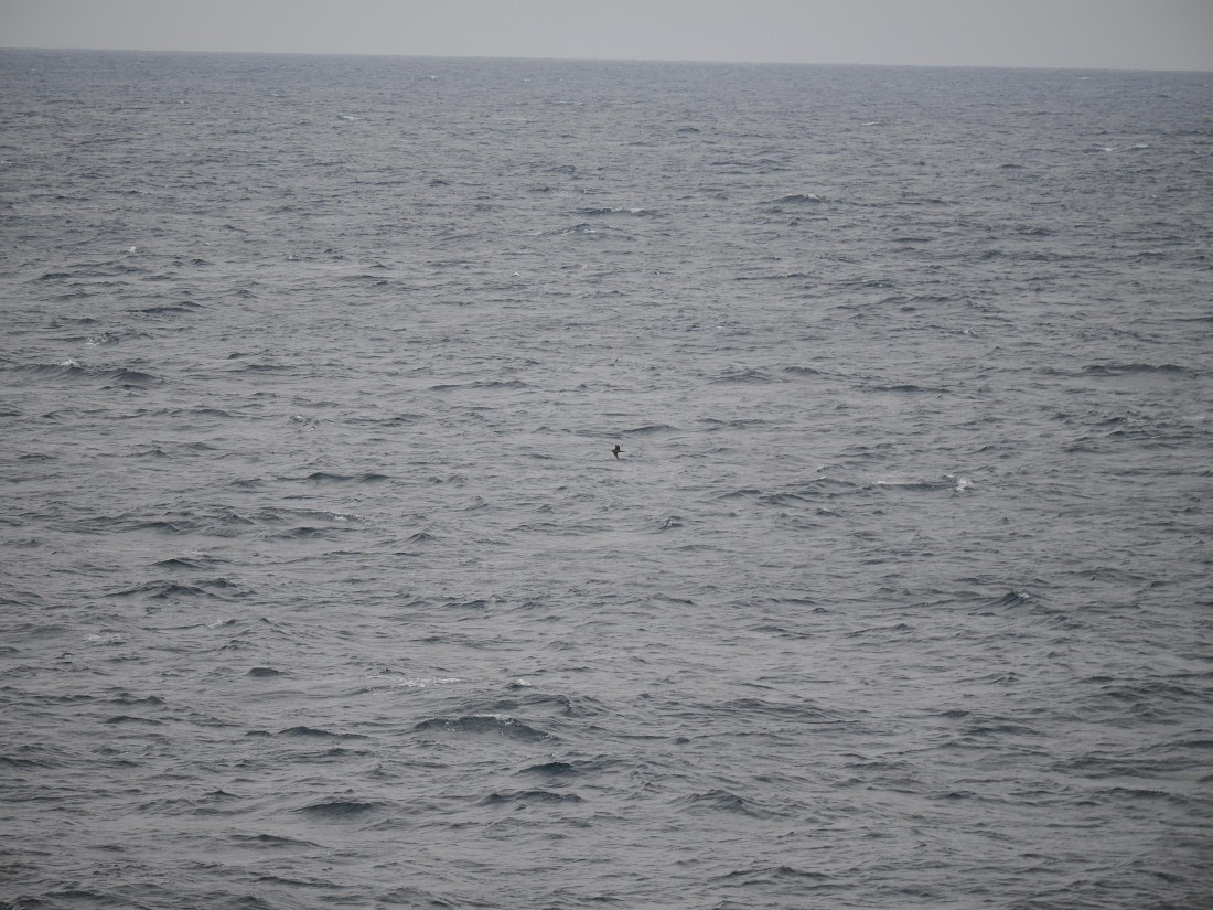 PLA11-26, Day 2, P8171837.JPG © Unknown Photographer - Oceanwide Expeditions.JPG