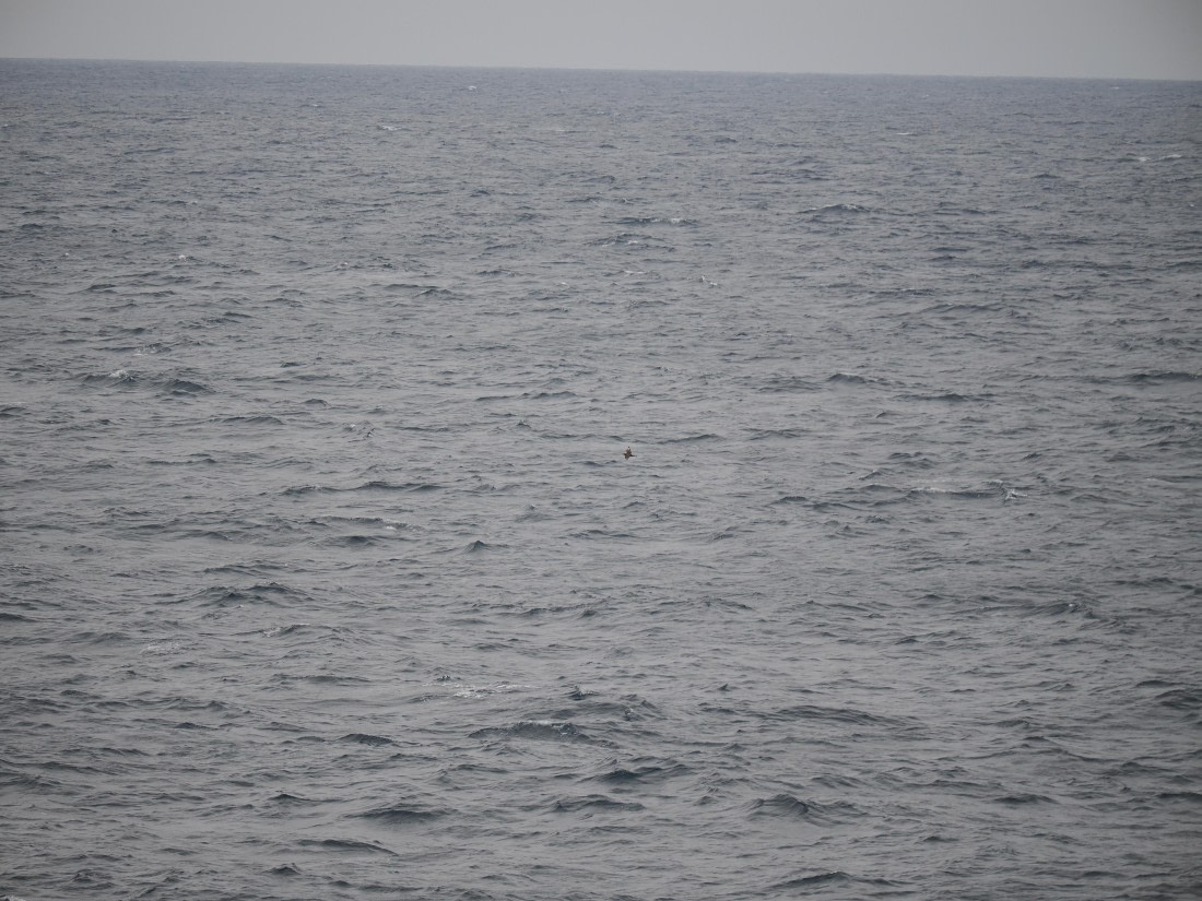 PLA11-26, Day 2, P8171838.JPG © Unknown Photographer - Oceanwide Expeditions.JPG
