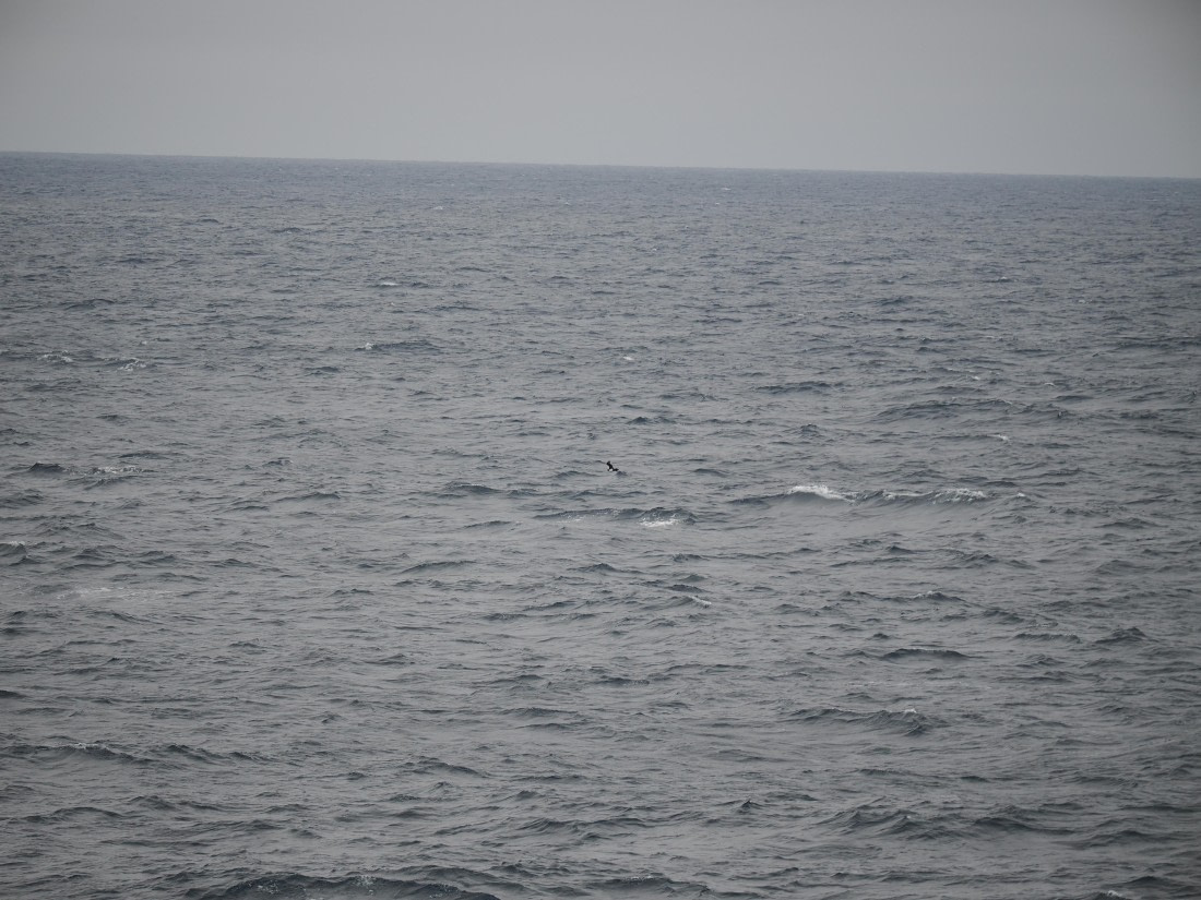 PLA11-26, Day 2, P8171839.JPG © Unknown Photographer - Oceanwide Expeditions.JPG