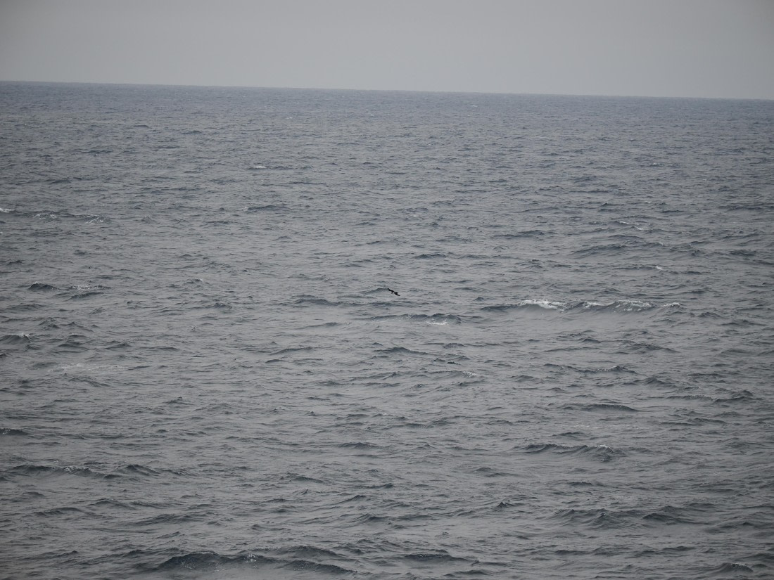 PLA11-26, Day 2, P8171840.JPG © Unknown Photographer - Oceanwide Expeditions.JPG