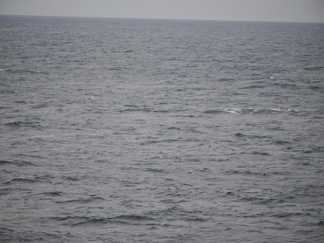 PLA11-26, Day 2, P8171841.JPG © Unknown Photographer - Oceanwide Expeditions.JPG