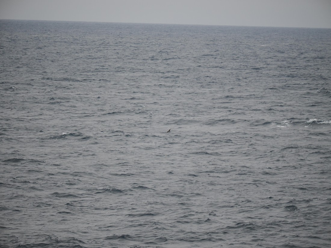 PLA11-26, Day 2, P8171842.JPG © Unknown Photographer - Oceanwide Expeditions.JPG