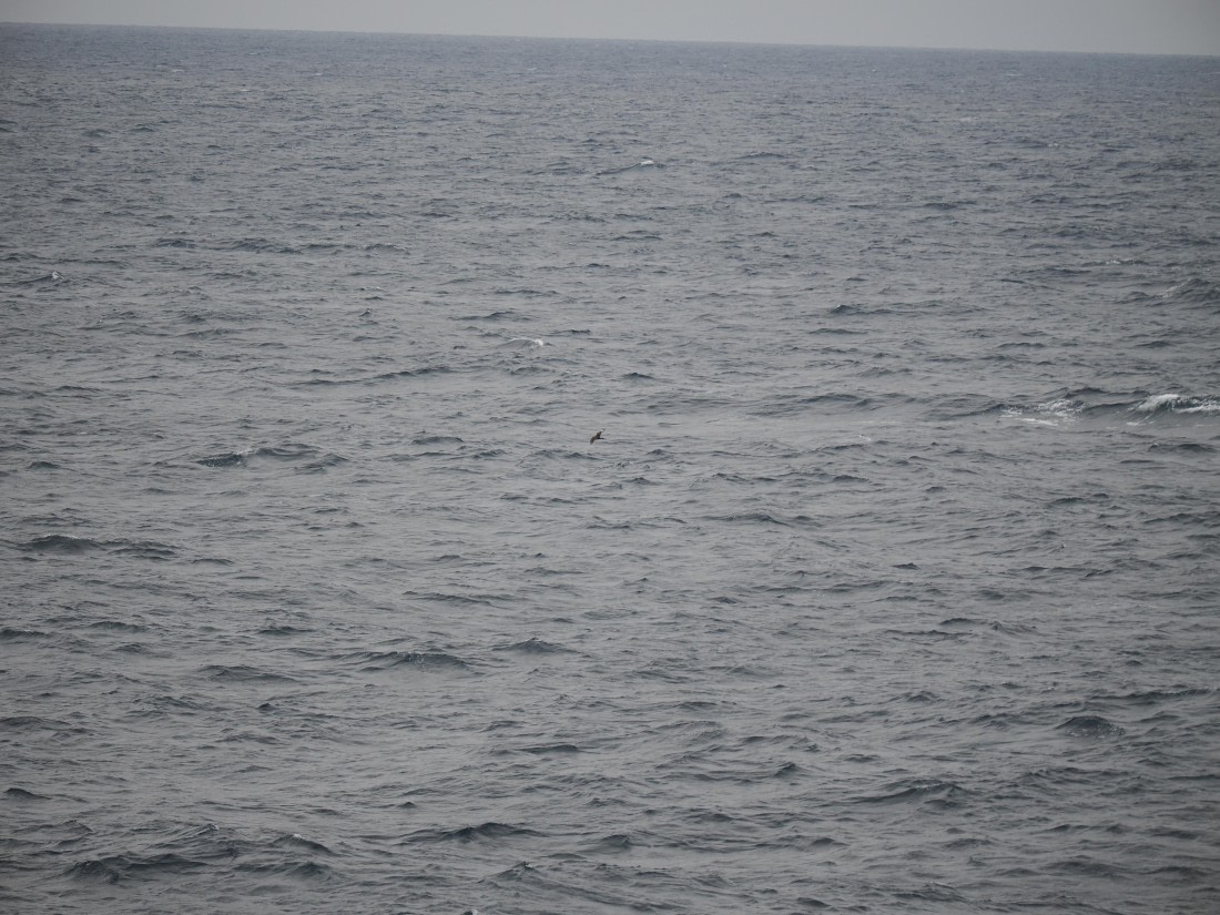 PLA11-26, Day 2, P8171843.JPG © Unknown Photographer - Oceanwide Expeditions.JPG