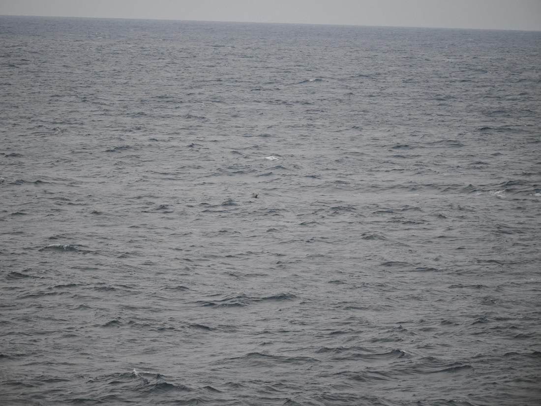 PLA11-26, Day 2, P8171844.JPG © Unknown Photographer - Oceanwide Expeditions.JPG