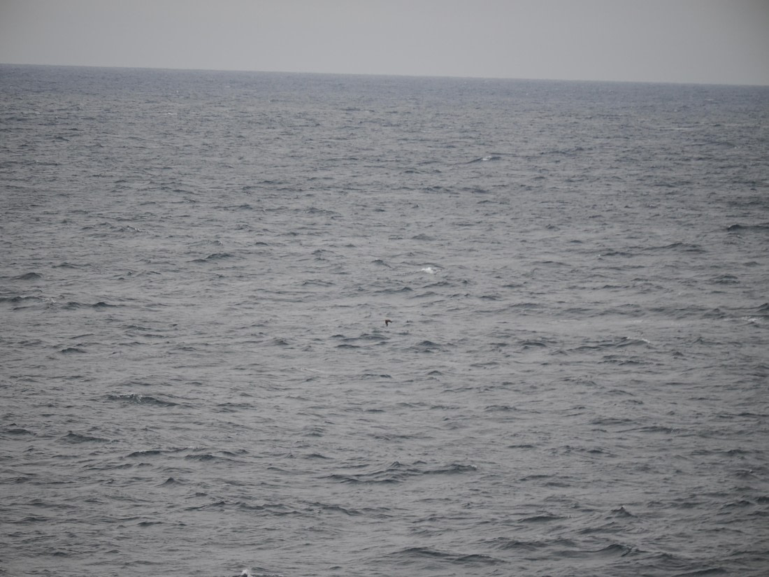 PLA11-26, Day 2, P8171845.JPG © Unknown Photographer - Oceanwide Expeditions.JPG