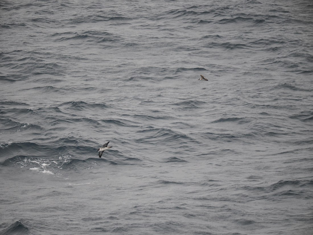 PLA11-26, Day 2, P8171846.JPG © Unknown Photographer - Oceanwide Expeditions.JPG