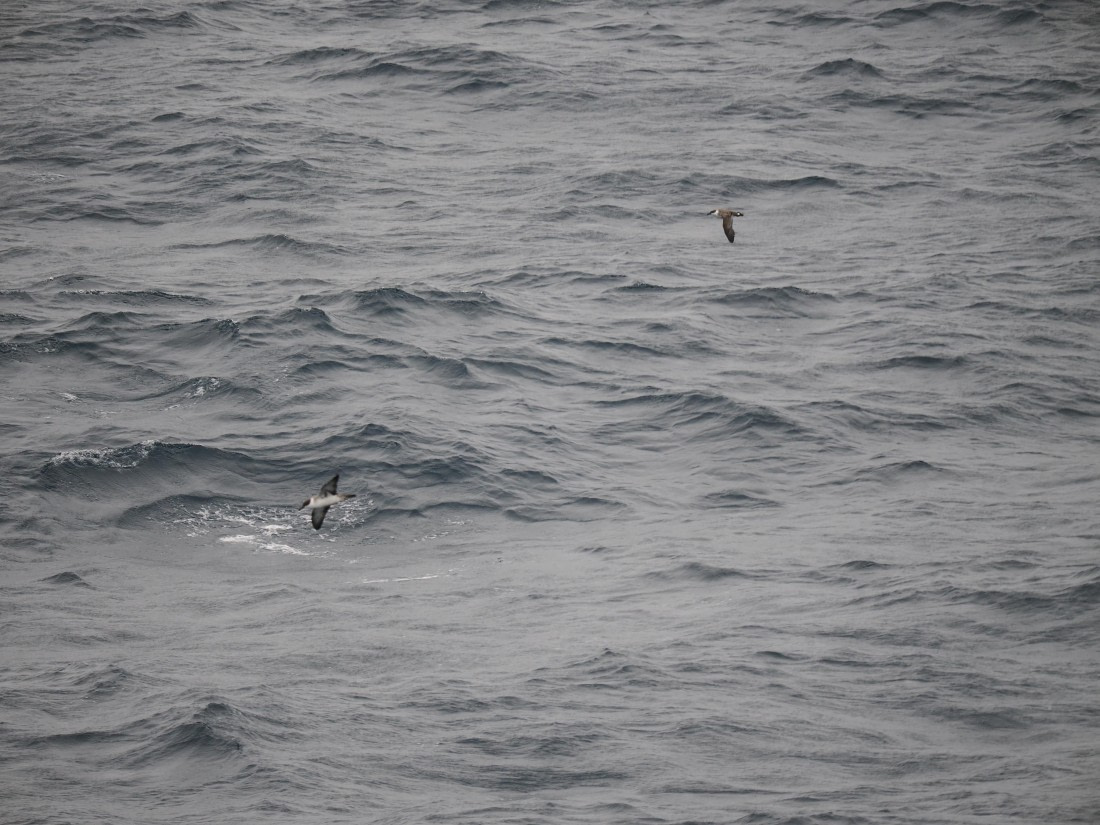 PLA11-26, Day 2, P8171847.JPG © Unknown Photographer - Oceanwide Expeditions.JPG