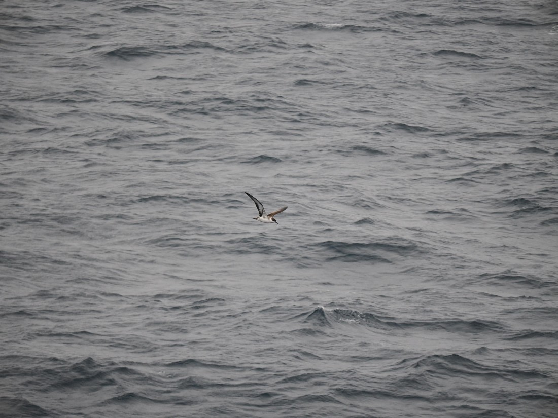 PLA11-26, Day 2, P8171848.JPG © Unknown Photographer - Oceanwide Expeditions.JPG