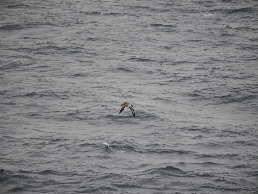 PLA11-26, Day 2, P8171849.JPG © Unknown Photographer - Oceanwide Expeditions.JPG