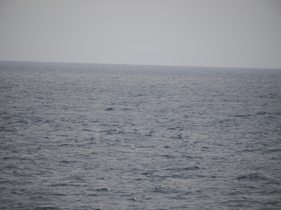 PLA11-26, Day 2, P8171851.JPG © Unknown Photographer - Oceanwide Expeditions.JPG