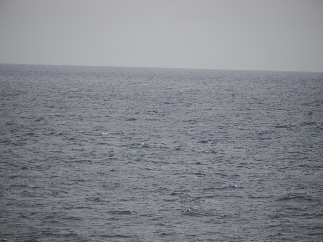 PLA11-26, Day 2, P8171852.JPG © Unknown Photographer - Oceanwide Expeditions.JPG