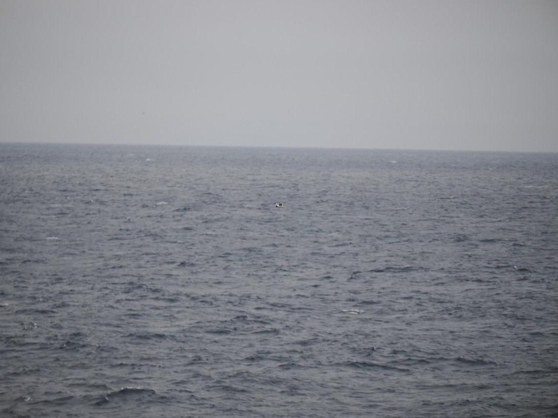 PLA11-26, Day 2, P8171855.JPG © Unknown Photographer - Oceanwide Expeditions.JPG