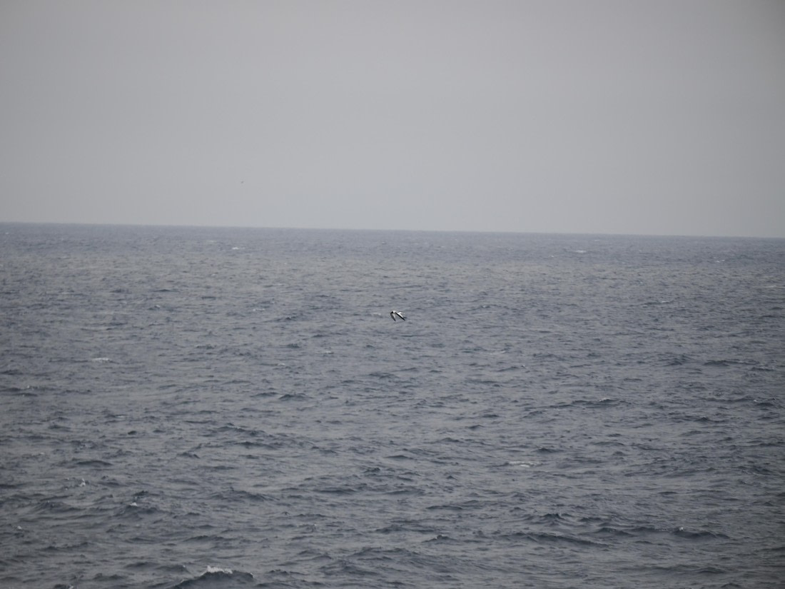 PLA11-26, Day 2, P8171856.JPG © Unknown Photographer - Oceanwide Expeditions.JPG