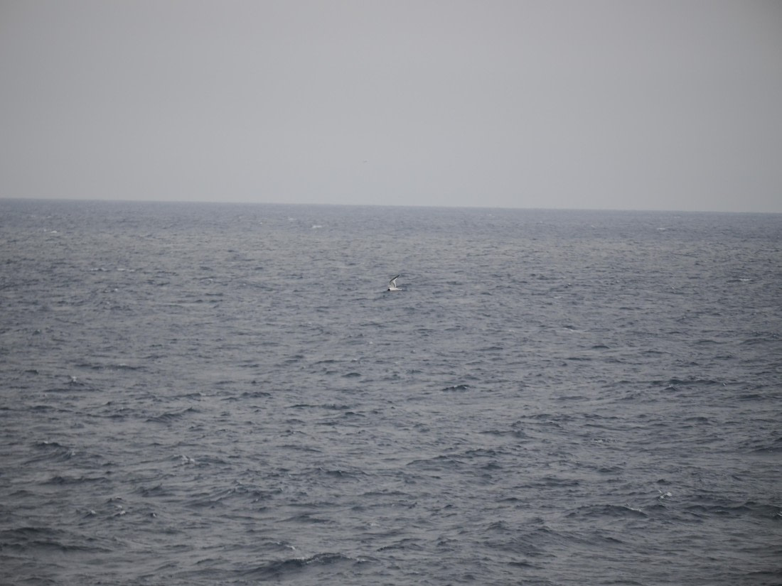 PLA11-26, Day 2, P8171857.JPG © Unknown Photographer - Oceanwide Expeditions.JPG