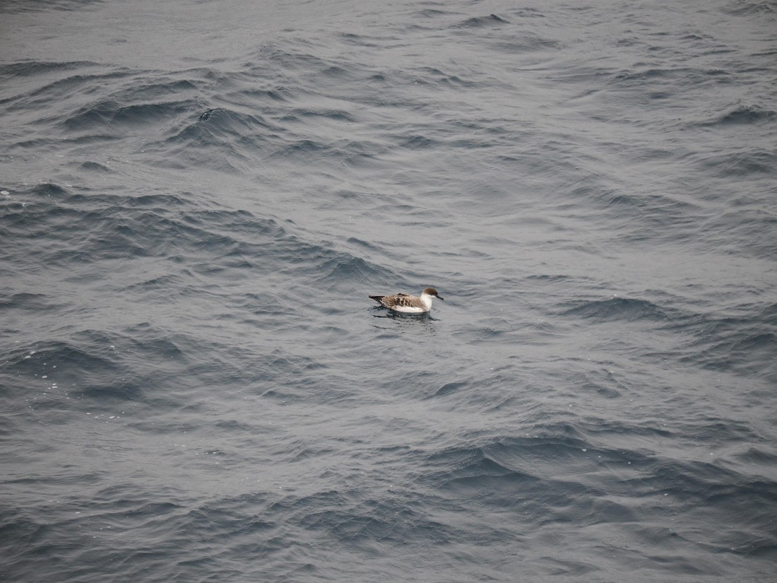 PLA11-26, Day 2, P8171859.JPG © Unknown Photographer - Oceanwide Expeditions.JPG