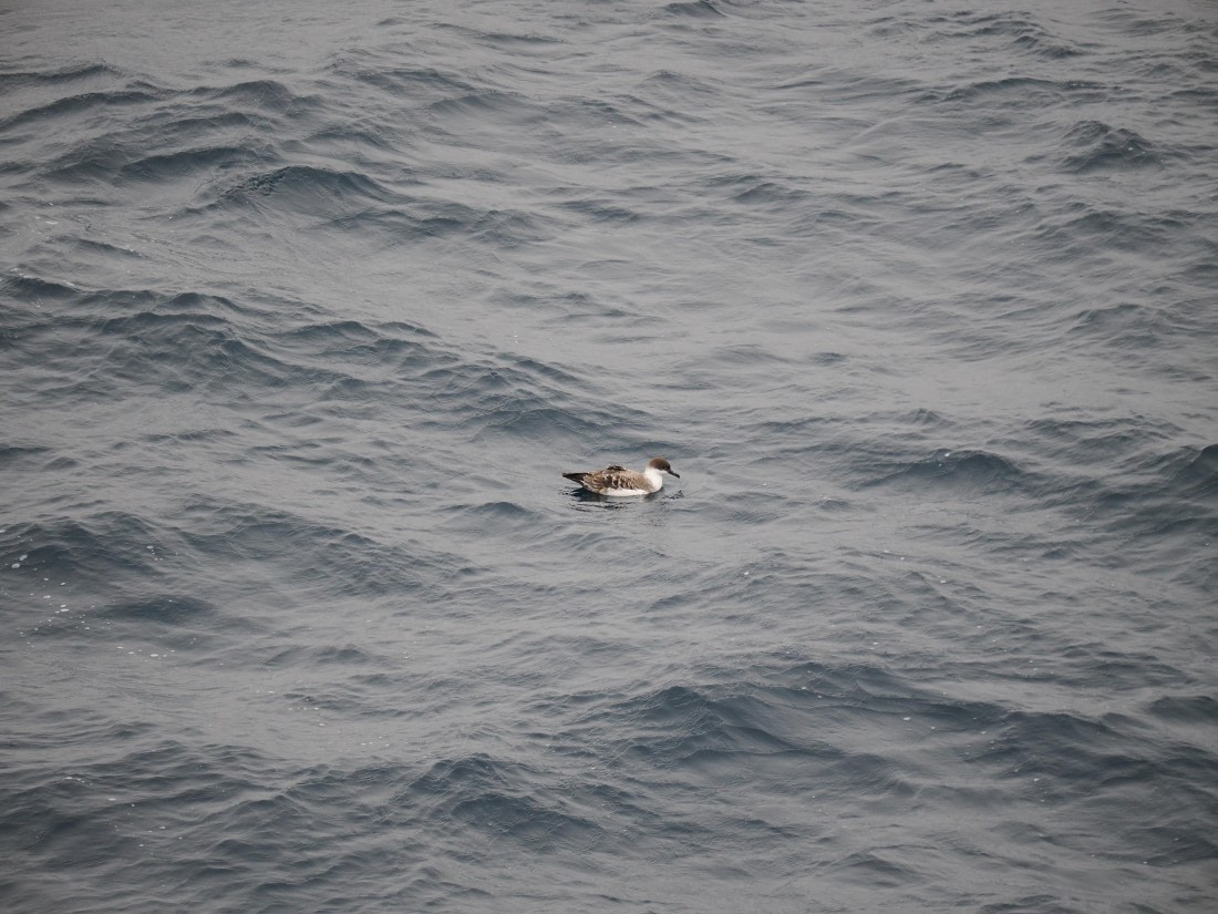 PLA11-26, Day 2, P8171860.JPG © Unknown Photographer - Oceanwide Expeditions.JPG