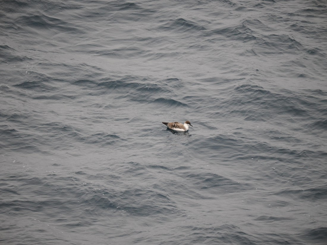 PLA11-26, Day 2, P8171862.JPG © Unknown Photographer - Oceanwide Expeditions.JPG