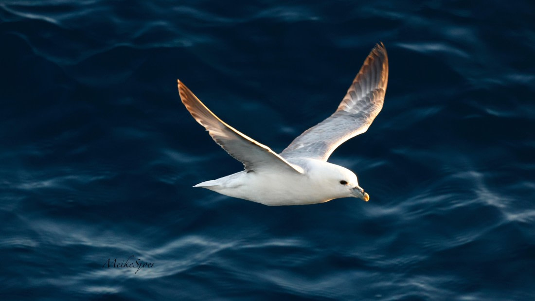 HDS11-26, Day 2, fullmareveninglight-meike.jpeg © Meike Sjoer - Oceanwide Expeditions.jpeg