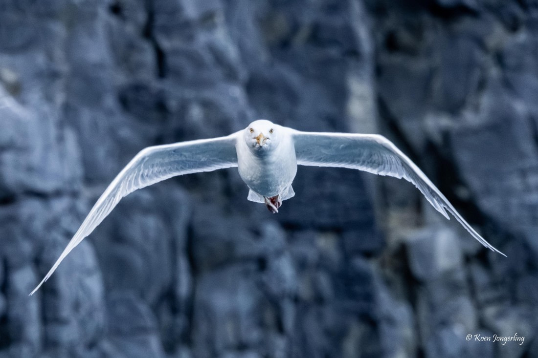 HDS11-26, Day 7, 5D5A7482.jpg © Unknown Photographer - Oceanwide Expeditions.jpg