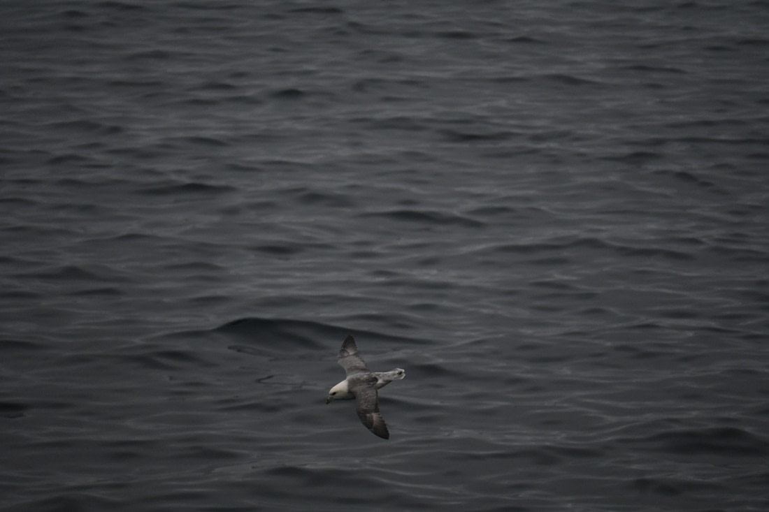 HDS11-26, Day 10, DSC_3073.JPG © Yueyi Che - Oceanwide Expeditions.JPG