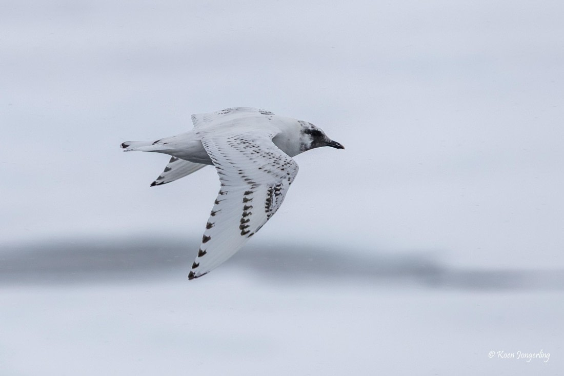 HDS11-26, Day 11, 5D5A7831.jpg © Unknown Photographer - Oceanwide Expeditions.jpg