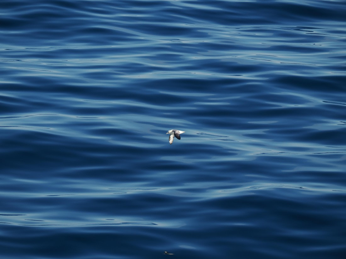 PLA12-26, Day 5, P8292072.JPG © Unknown Photographer - Oceanwide Expeditions.JPG