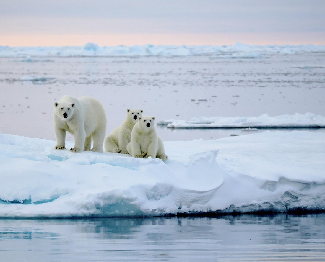 PLA12-26, Day 11, 2026-09-04 Polar Bear1.jpg © Unknown Photographer - Oceanwide Expeditions.jpg