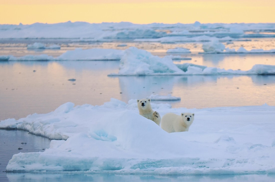 PLA12-26, Day 11, 2026-09-04 Polar Bear2.jpg © Unknown Photographer - Oceanwide Expeditions.jpg
