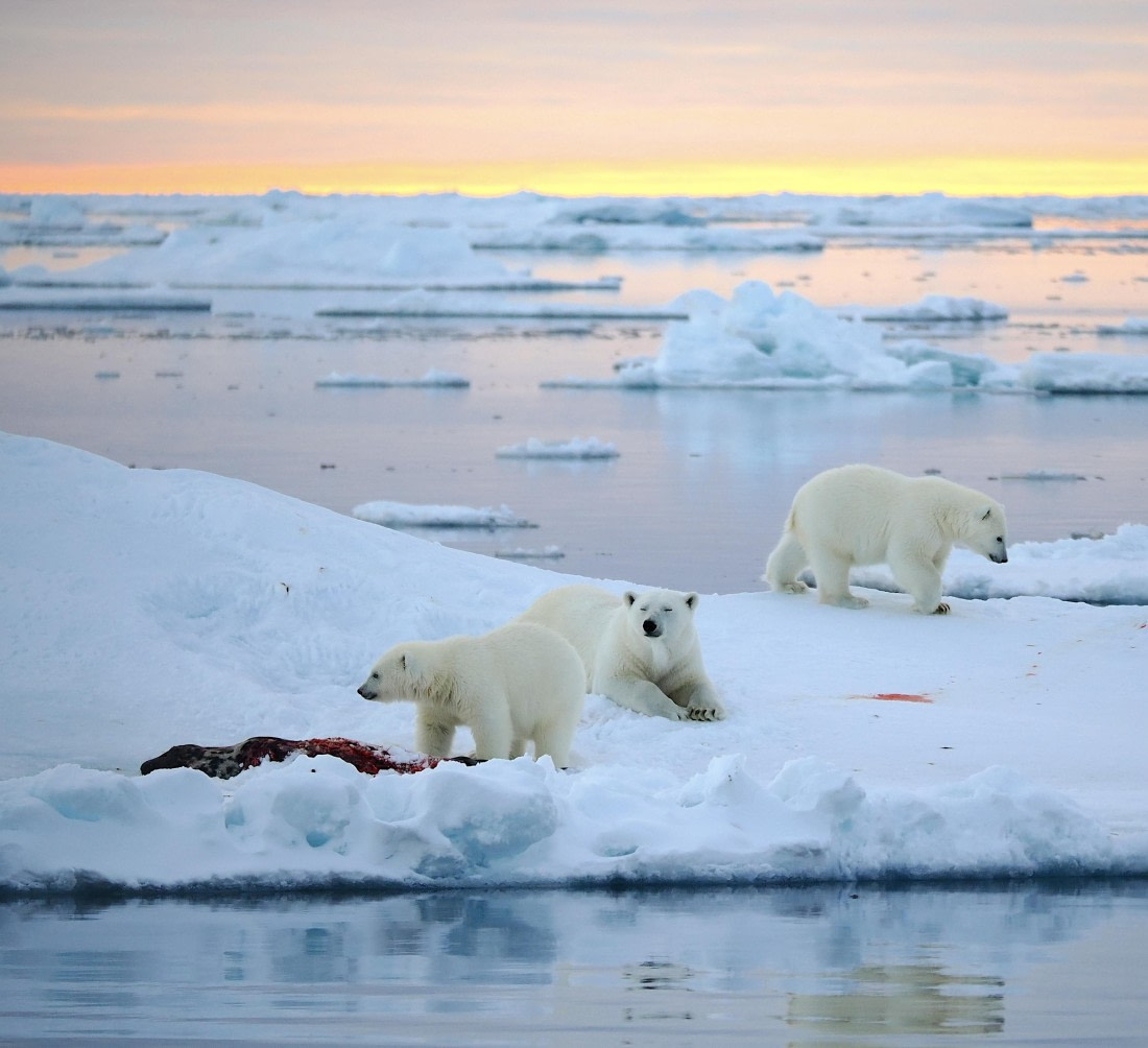 PLA12-26, Day 11, 2026-09-04 Polar Bear5.jpg © Unknown Photographer - Oceanwide Expeditions.jpg