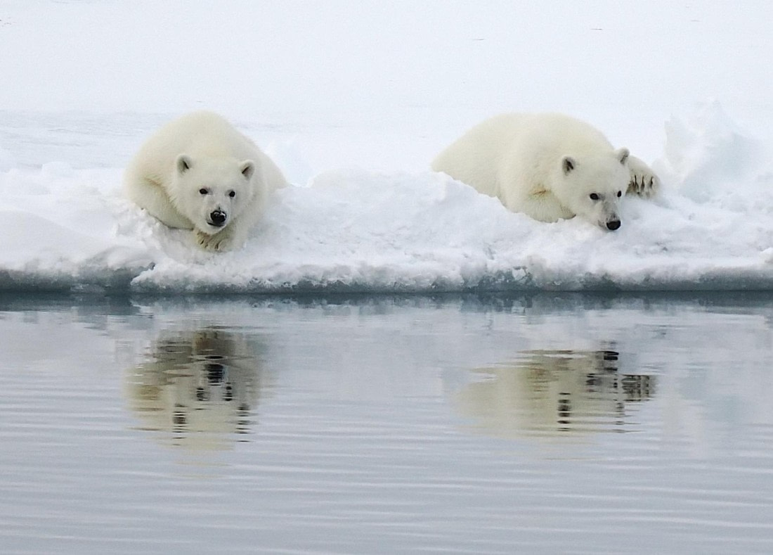 PLA12-26, Day 11, 2026-09-04 Polar Bear6.jpg © Unknown Photographer - Oceanwide Expeditions.jpg
