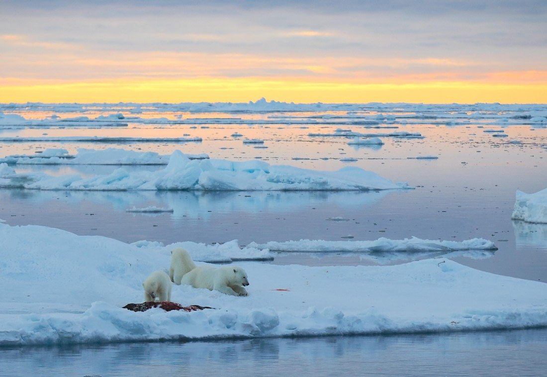 PLA12-26, Day 11, 2026-09-04 Polar Bear7.JPG © Unknown Photographer - Oceanwide Expeditions.JPG