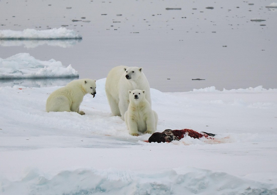 PLA12-26, Day 11, 2026-09-04 Polar Bear8.JPG © Unknown Photographer - Oceanwide Expeditions.JPG