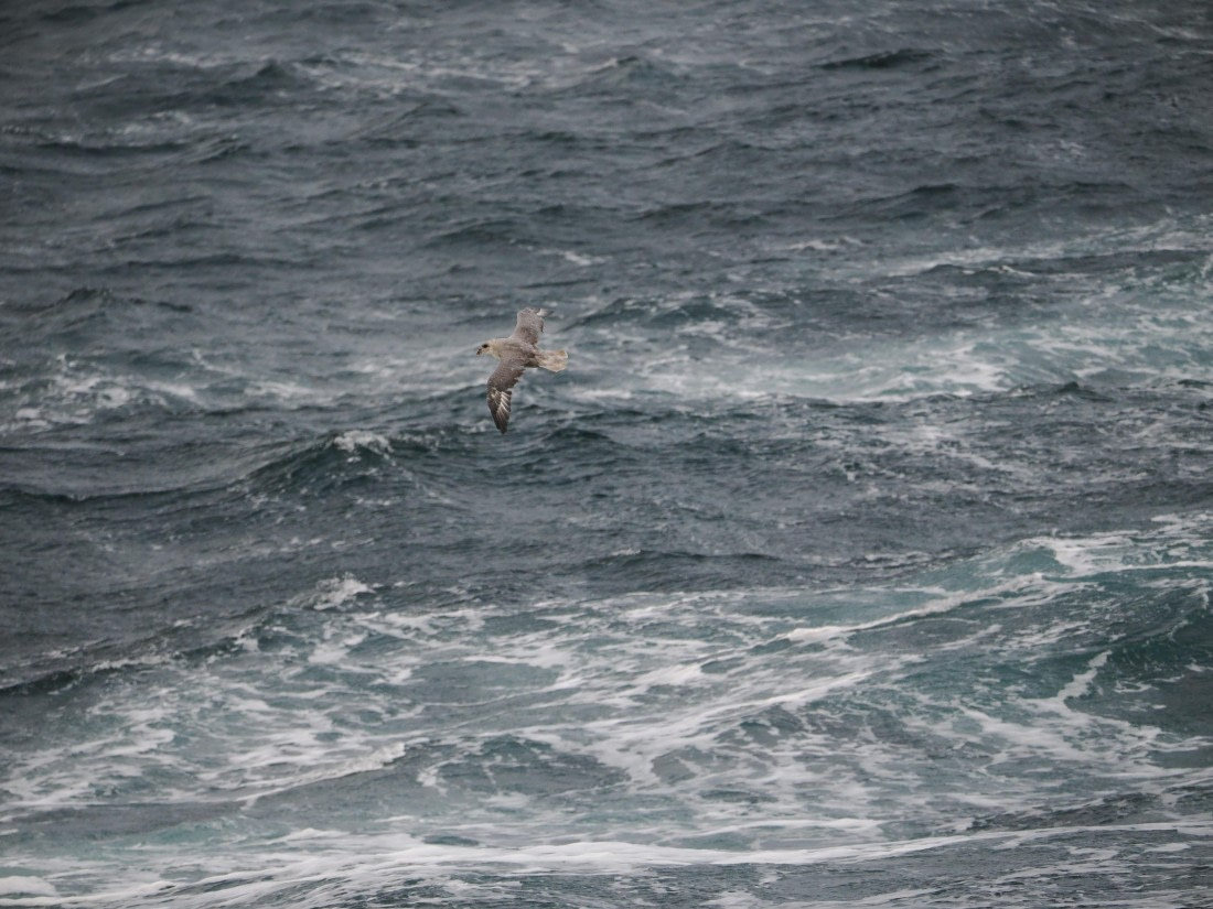 PLA12-26, Day 13, P9062704.JPG © Unknown Photographer - Oceanwide Expeditions.JPG