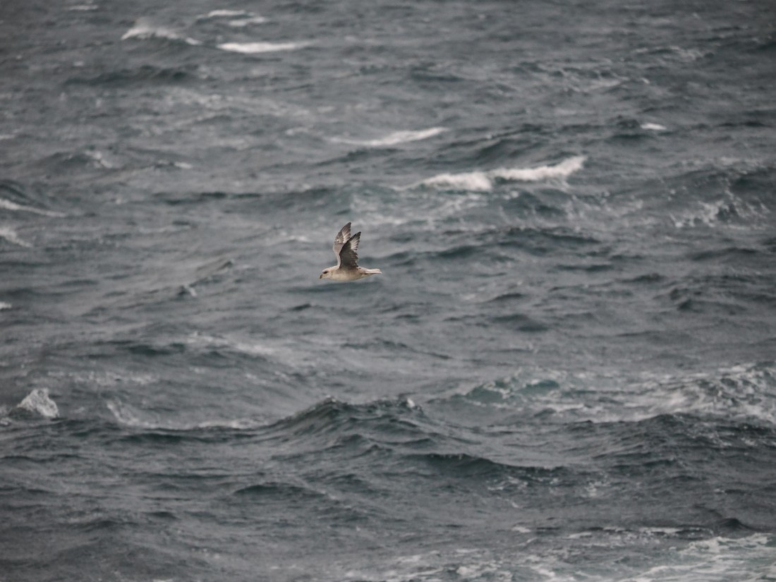 PLA12-26, Day 13, P9062706.JPG © Unknown Photographer - Oceanwide Expeditions.JPG