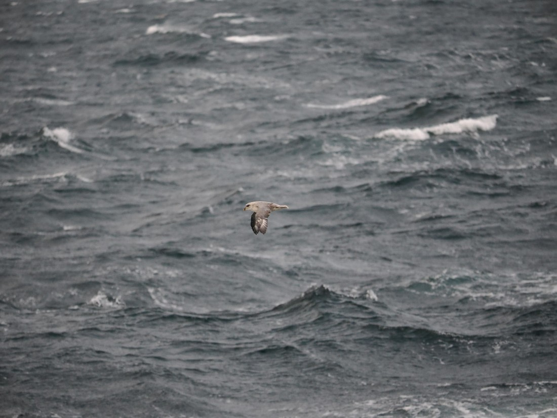 PLA12-26, Day 13, P9062707.JPG © Unknown Photographer - Oceanwide Expeditions.JPG