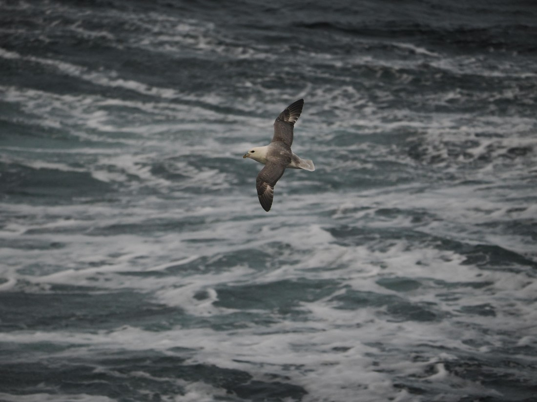 PLA12-26, Day 13, P9062724.JPG © Unknown Photographer - Oceanwide Expeditions.JPG