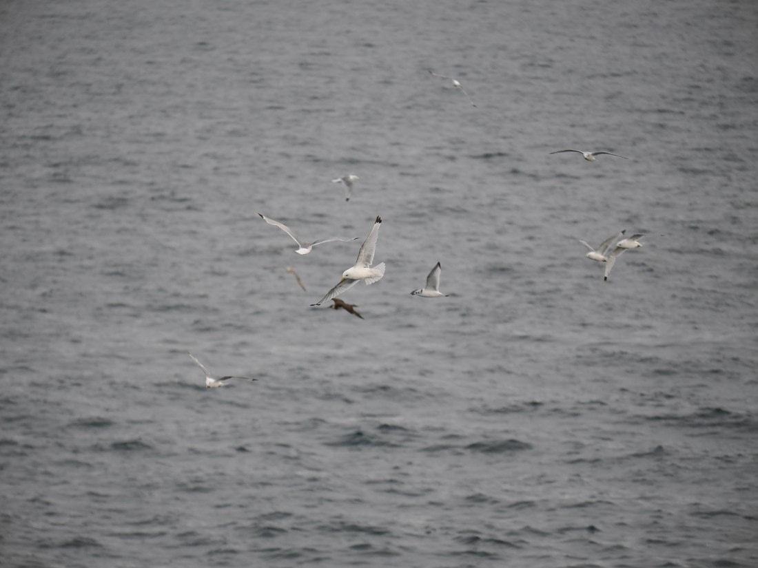 PLA13A26, Day 2, P9082838.JPG © Unknown Photographer - Oceanwide Expeditions.JPG