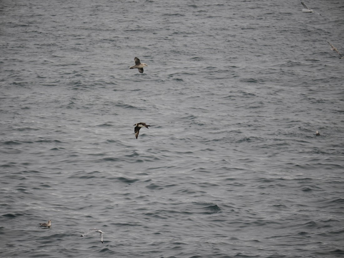 PLA13A26, Day 2, P9082843.JPG © Unknown Photographer - Oceanwide Expeditions.JPG