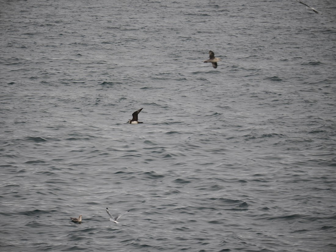 PLA13A26, Day 2, P9082844.JPG © Unknown Photographer - Oceanwide Expeditions.JPG