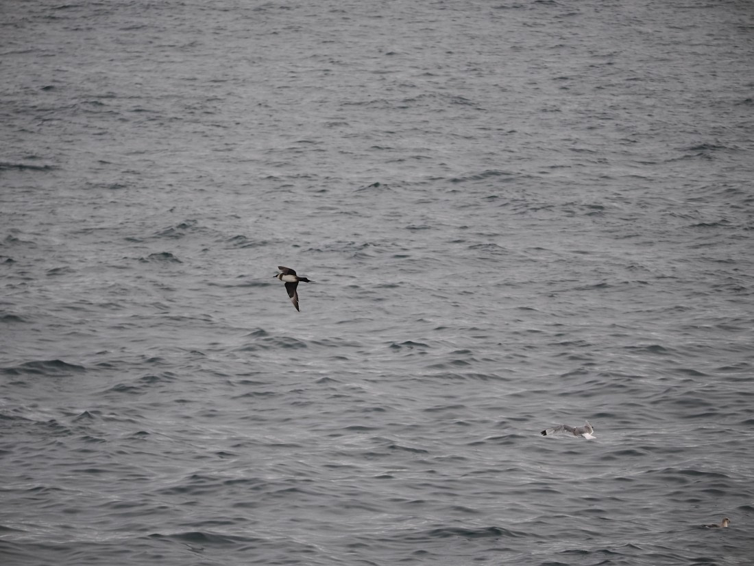 PLA13A26, Day 2, P9082845.JPG © Unknown Photographer - Oceanwide Expeditions.JPG