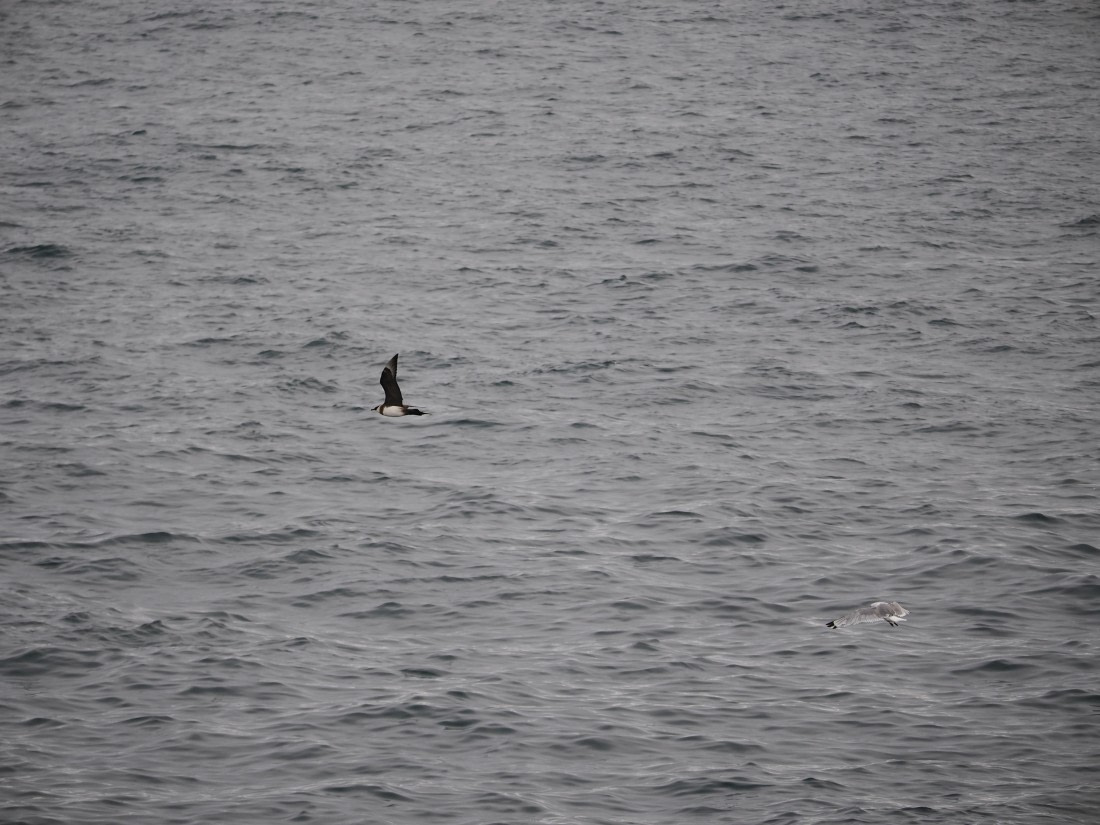 PLA13A26, Day 2, P9082846.JPG © Unknown Photographer - Oceanwide Expeditions.JPG