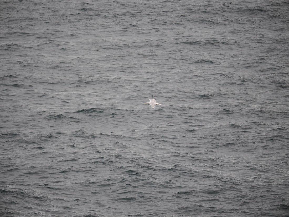 PLA13A26, Day 2, P9082851.JPG © Unknown Photographer - Oceanwide Expeditions.JPG